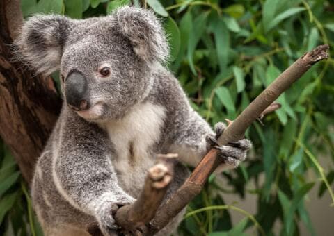 Zoo Leipzig inkl. Übernachtung im Hotel