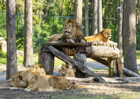 Hotel Heide Kröpke + Serengeti-Park