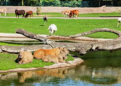 Serengeti-Park Hodenhagen